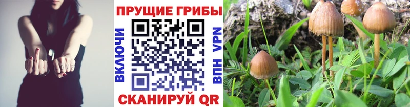 Галлюциногенные грибы MAGIC MUSHROOMS  дарк нет Telegram  Енисейск  что такое  
